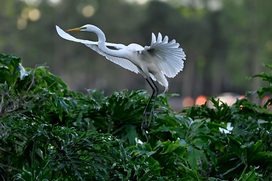 Nikon Z6 III FX-Format Mirrorless Camera