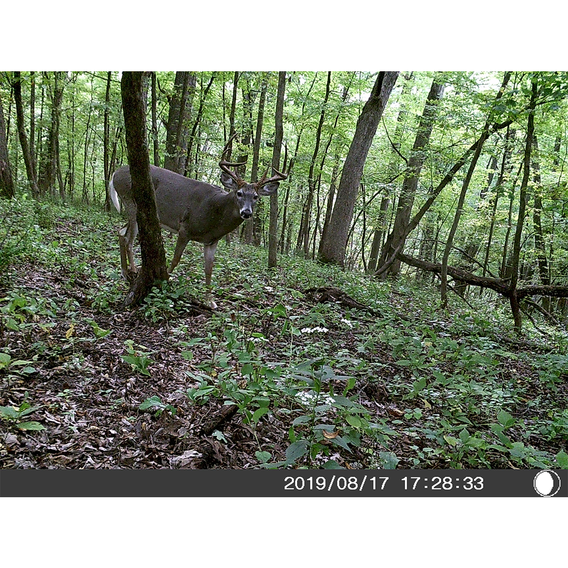 5 Megapixel Trail Camera (Time and Date Stamp) + 4GB Memory Card