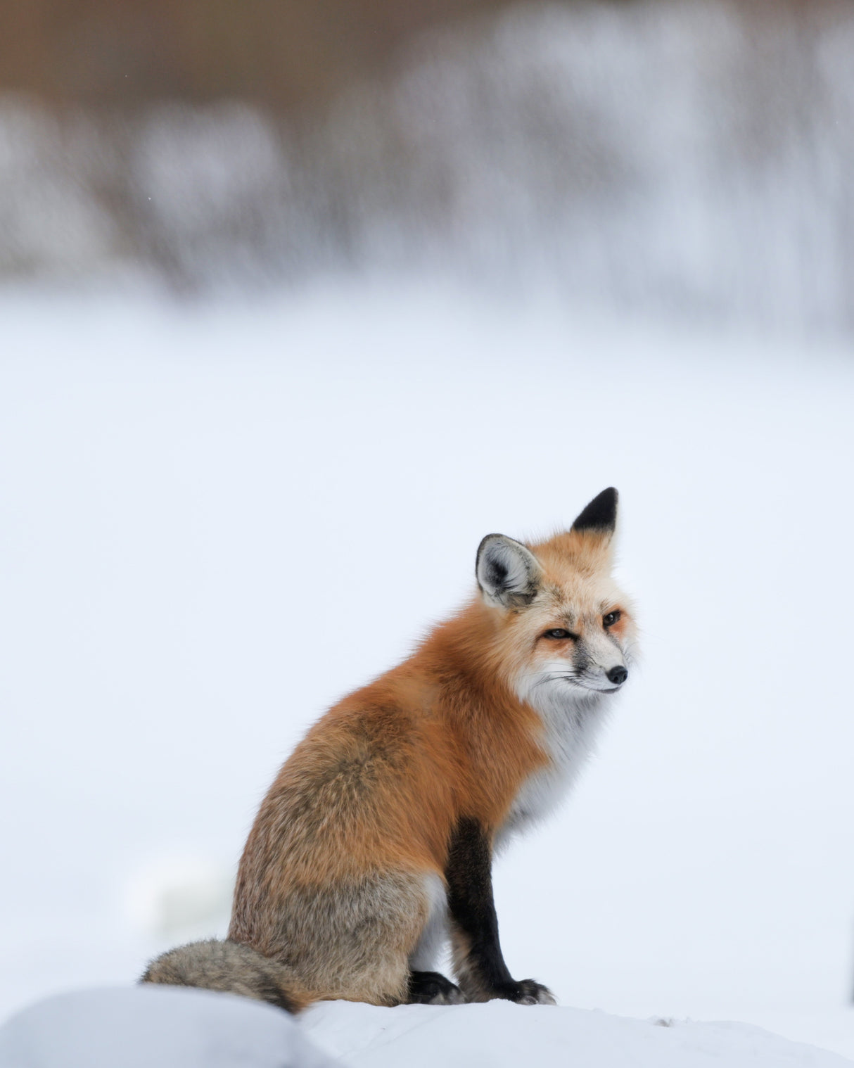 Nikon Z 8 FX-format Mirrorless Camera, with 24-120mm Lens Kit