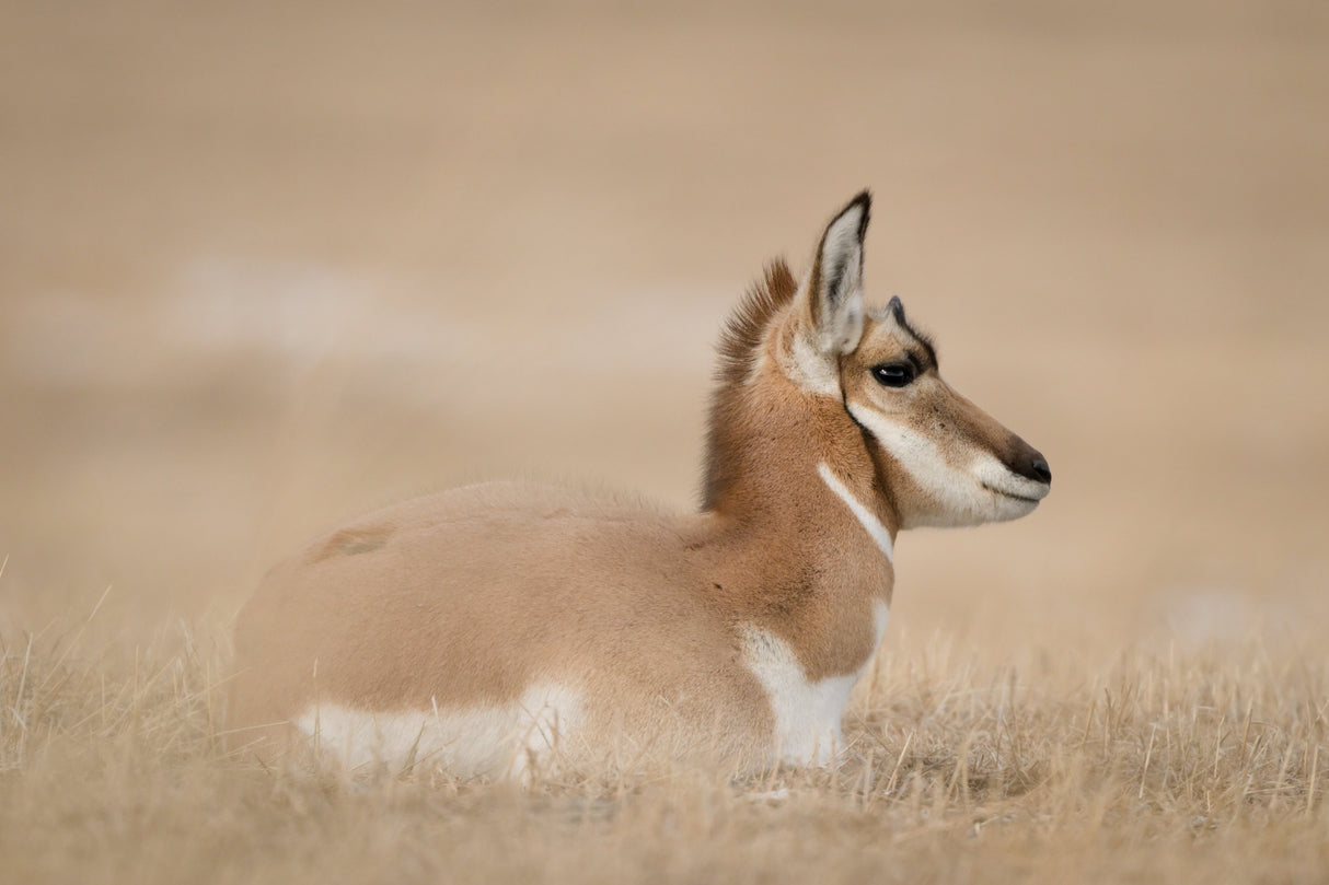 Nikon Z 8 FX-format Mirrorless Camera - Body Only