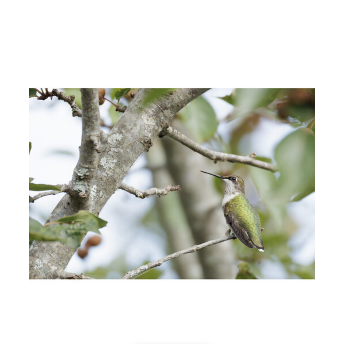 Canon RF 200-800mm f/6.3-9 IS USM Lens