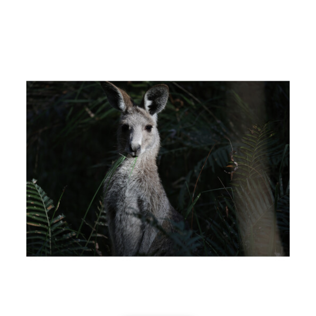 Canon RF 200-800mm f/6.3-9 IS USM Lens