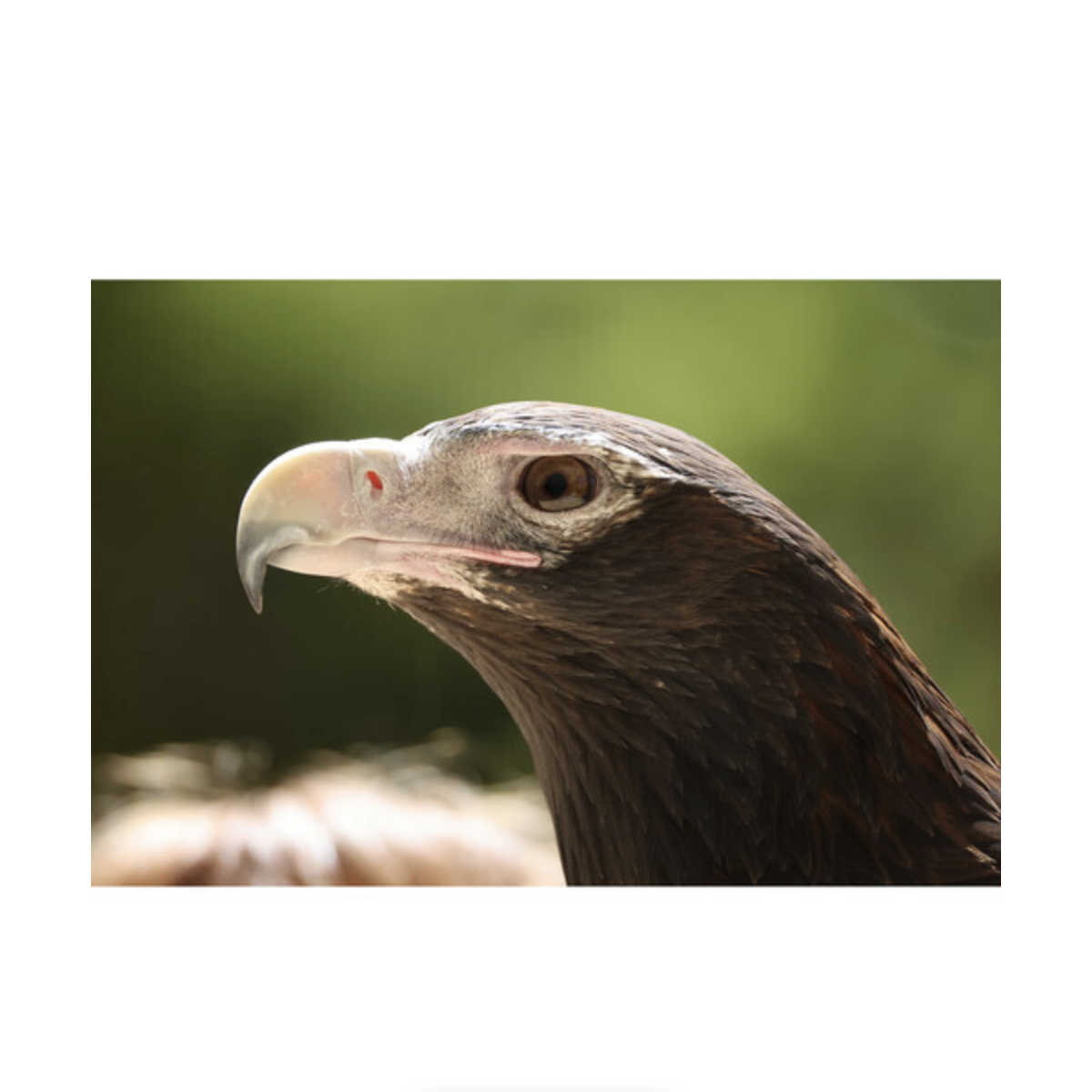 Canon RF 200-800mm f/6.3-9 IS USM Lens