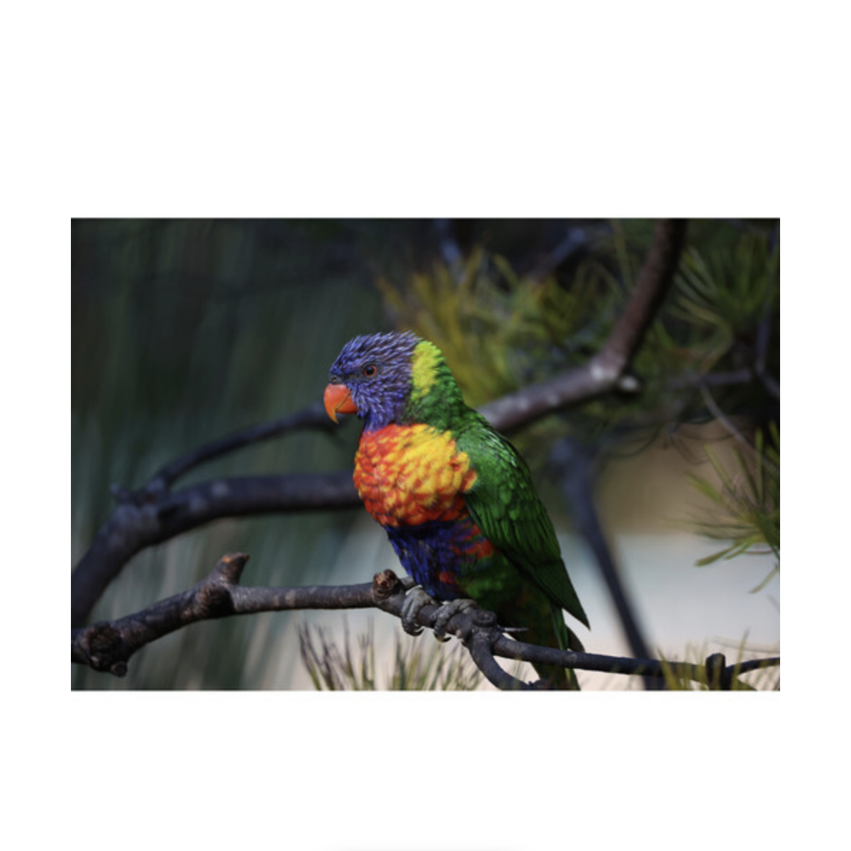 Canon RF 200-800mm f/6.3-9 IS USM Lens