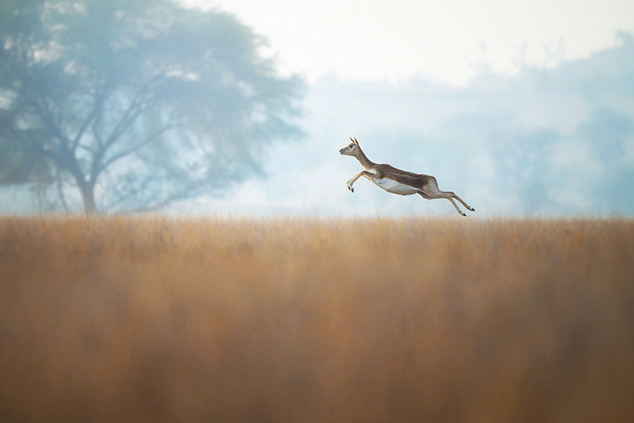 Nikon Z6 III FX-Format Mirrorless Camera