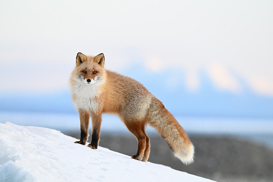 Nikon Z6 III FX-Format Mirrorless Camera