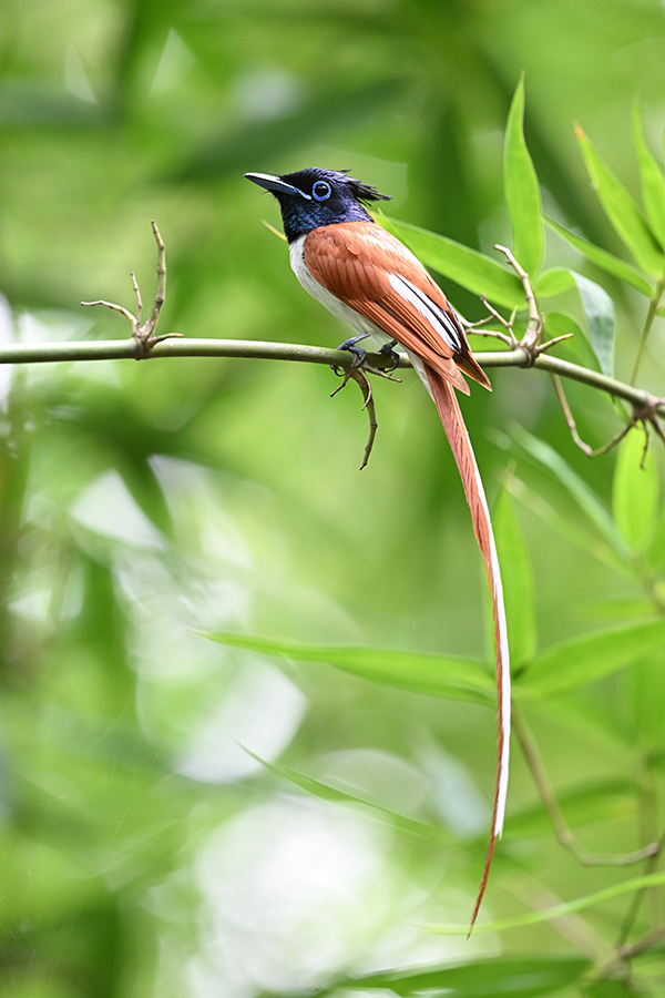 Nikon NIKKOR Z 600mm f/6.3 VR S Lens
