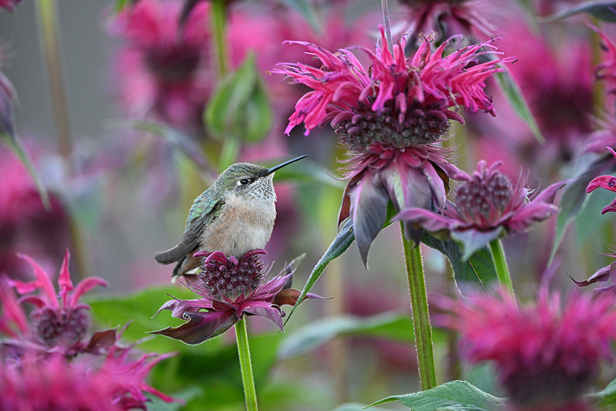 Nikon NIKKOR Z 600mm f/6.3 VR S Lens