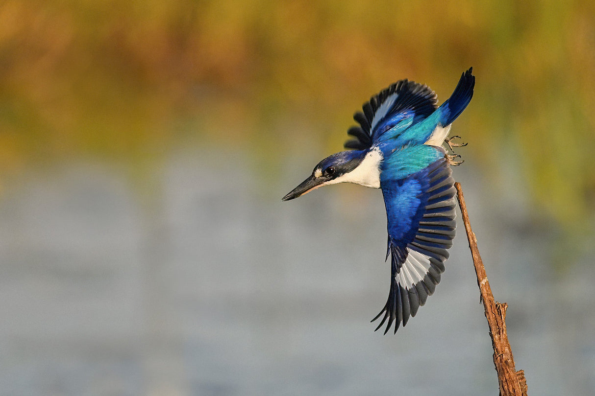 Nikon Z 8 FX-format Mirrorless Camera - Body Only