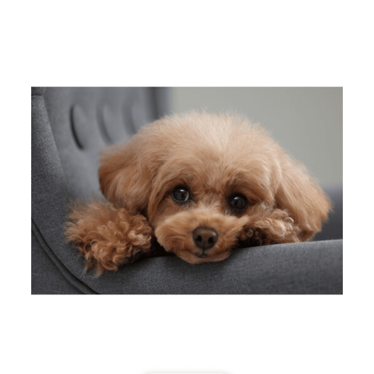 Canon EOS R10 Mirrorless Digital Camera (Body Only)