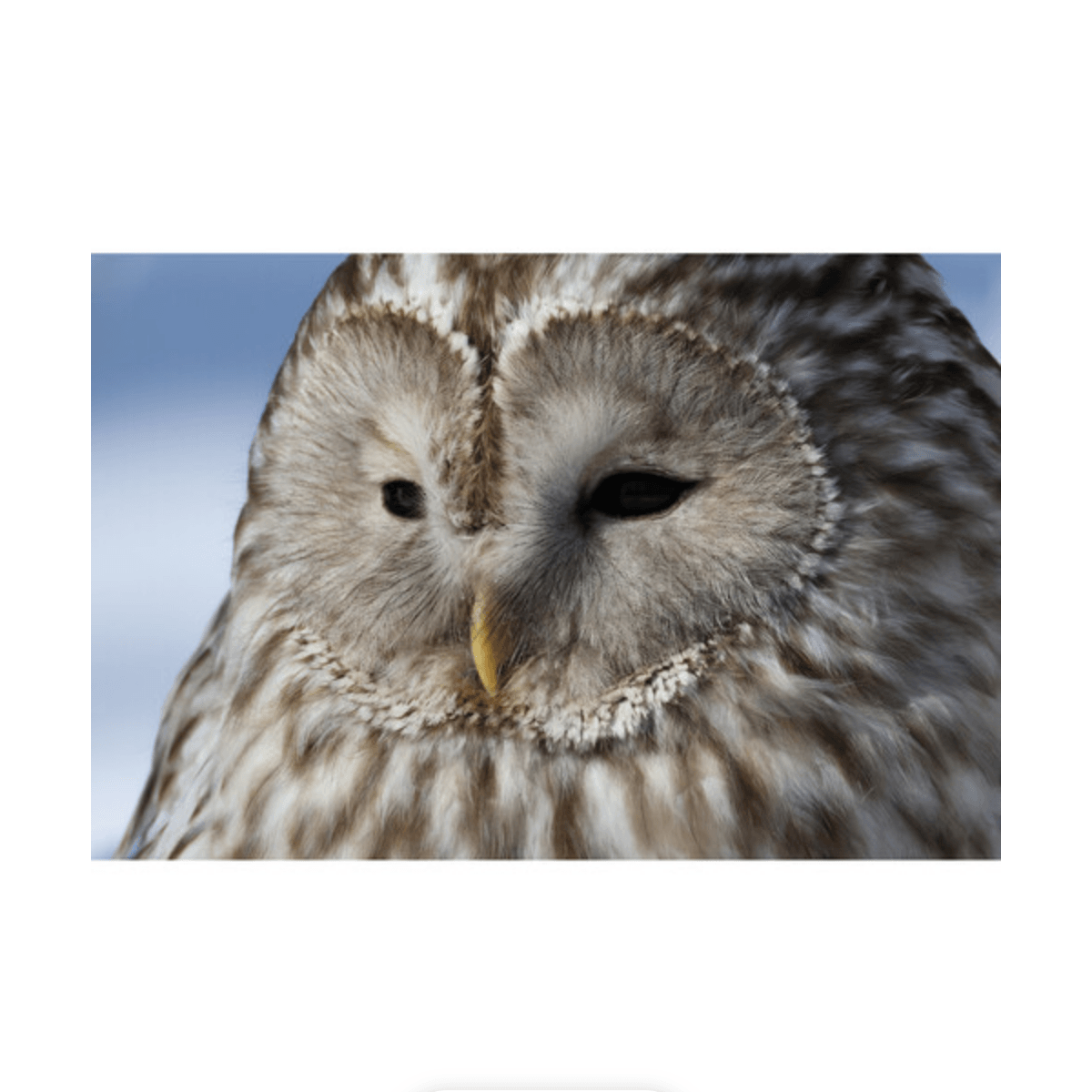 Canon EOS R7 Mirrorless Digital Camera (Body Only)