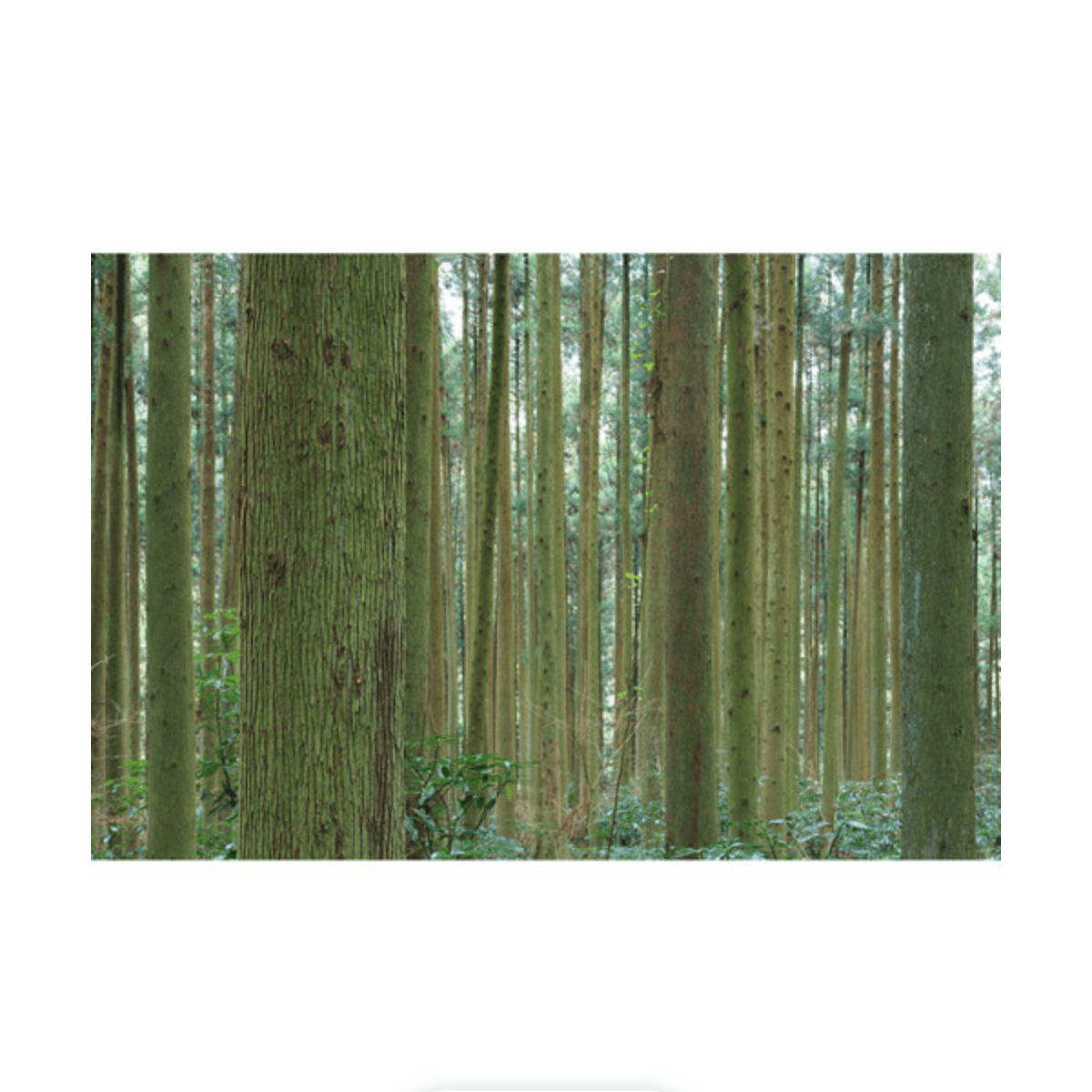 Canon RF-S 18-45mm f/4.5-6.3 IS STM Lens