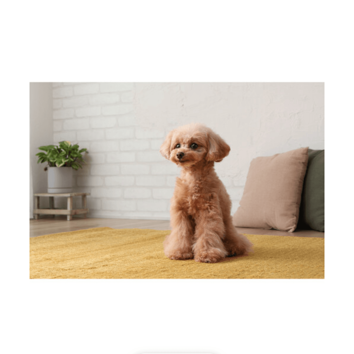 Canon RF-S 18-45mm f/4.5-6.3 IS STM Lens