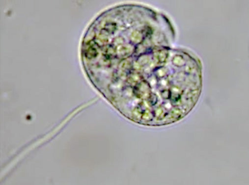 Bresser Science Infinity Microscope - 57-60700