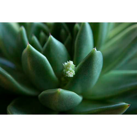 ProMaster 72mm +5D Achromatic Close-Up Lens - Image 2