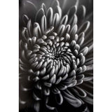 ProMaster Fine Art Baryta Natural Satin Paper 44"x50' Roll - Image 4
