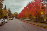 FLIC FILM Aurora 400 35mm film (36 exposures)