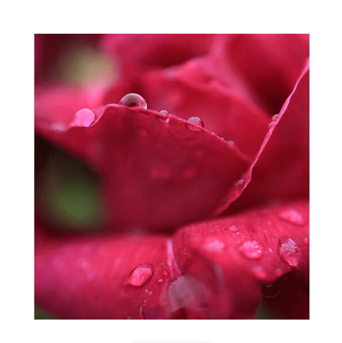 Canon RF 24mm f/1.8 Macro IS STM Lens