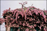 FILC FILM Elektra 100 35mm Film (36 exposures)