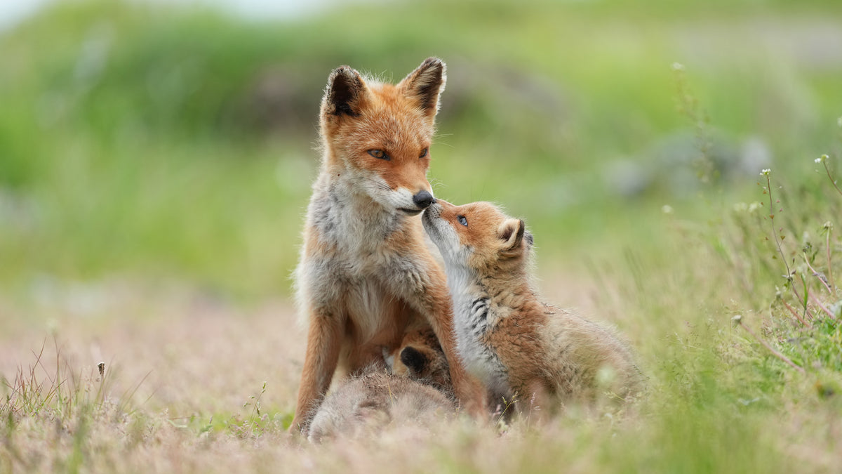 Sony FE 400mm F4.5 GM OSS Lens — sample image