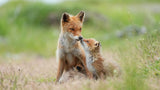 Sony FE 400mm F4.5 GM OSS Lens — sample image
